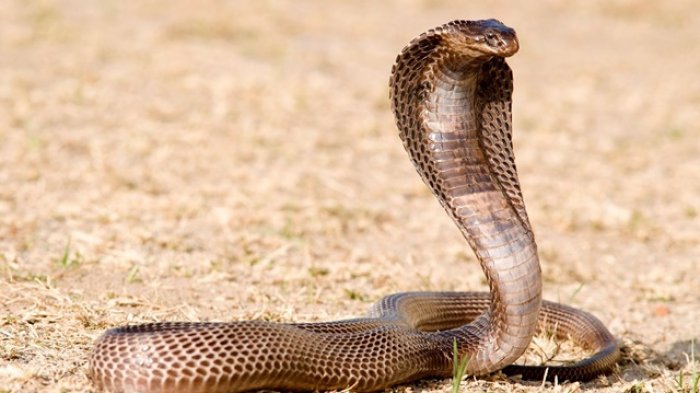 mimpi melihat ular kobra togel